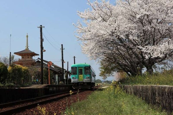 【倉敷・岡山発】 北条鉄道お花見列車とおの桜づつみ回廊・チューリップまつり 日帰り2